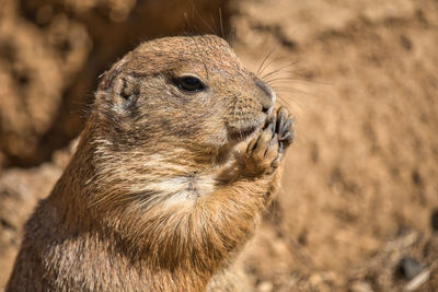 Close-up of squirrel on rock