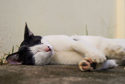 Cat sleeping