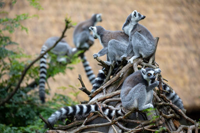 Monkeys on a tree