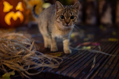 Close-up portrait of a cat