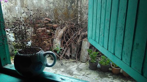 Plants against old wall