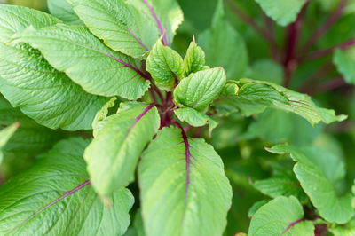 Amaranthus or amaranth with vibrant green leaves and purple stems as background. decorative plant