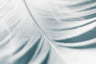 Macro shot of feather