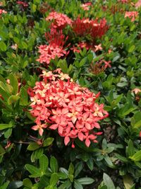 Close-up of red flowering plants in park
