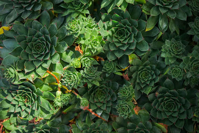 Succulents background, idea for banner or invitation card for forest walks, forest bathing