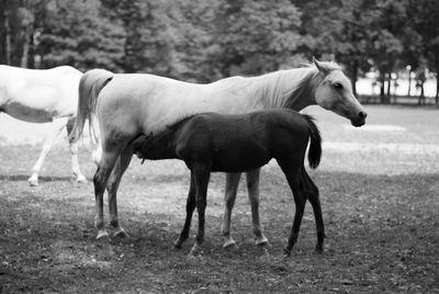 Horse grazing on field