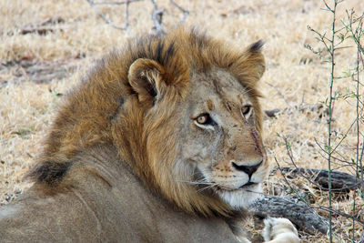 Portrait of lion