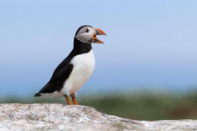 Close-up of puffin perching on rock