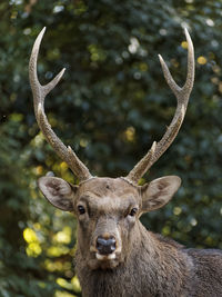 Close-up portrait of stag standing against trees in forest