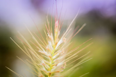 Close-up of dandelion against sky