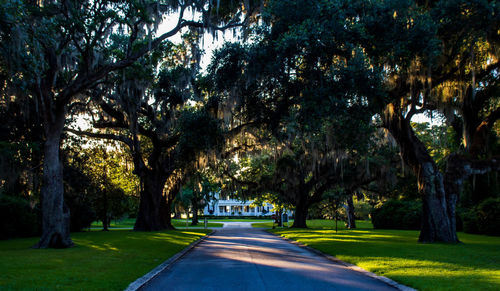 Road amidst trees in park