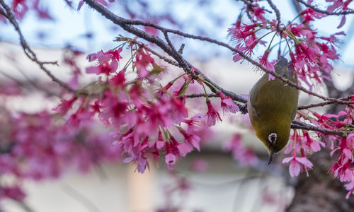 Close-up of pink cherry blossoms on tree