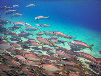 Fish swimming in sea