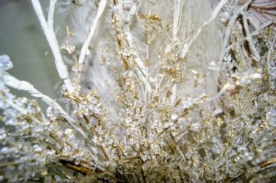 Close-up of white flowers