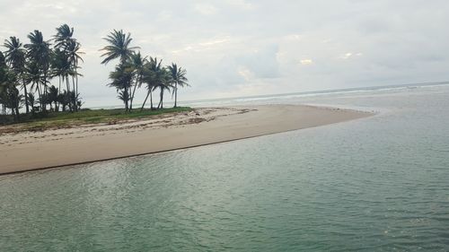 Palm trees on beach