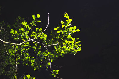 Plants growing at night