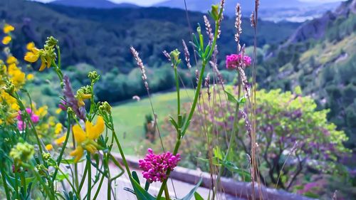 Close-up of pink flowering plant on field