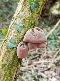 Close-up of mushroom growing on tree trunk