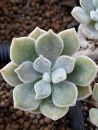 Close-up of succulent plant on field