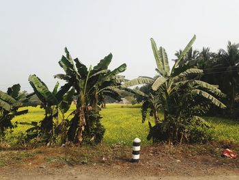 Plants growing on land against sky