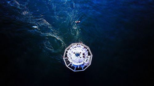 High angle view of jellyfish swimming in sea