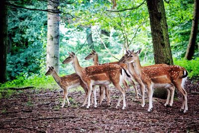 Deer standing on field at forest