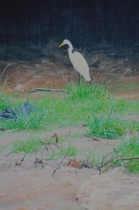 High angle view of gray heron perching on shore