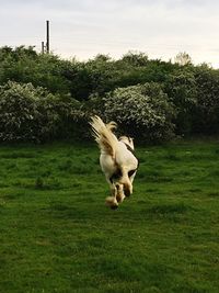 Dog running on field