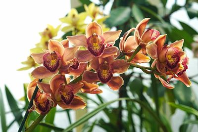 Close-up of pink flowers
