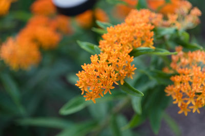 Close up of the blooms on an orange butterfly bush