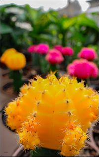 Close-up of yellow flowers blooming outdoors