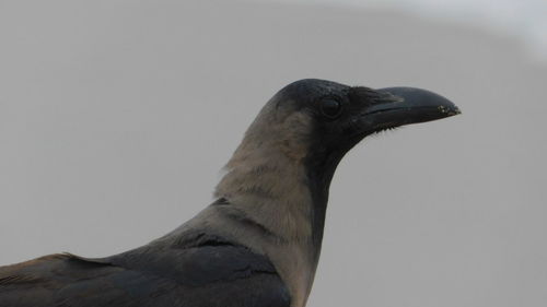 Close-up of a bird against clear sky