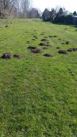 Trees on grassy field