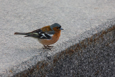 High angle view of bird perching on ground