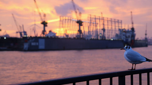 Seagull perching on railing against sky during sunset