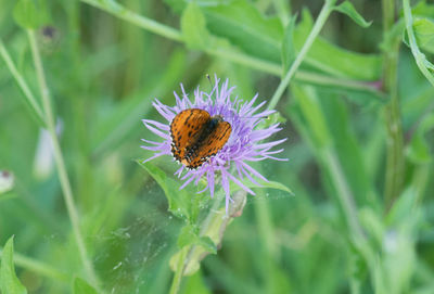 Close-up of insect on flower