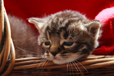 Close-up portrait of cat in basket