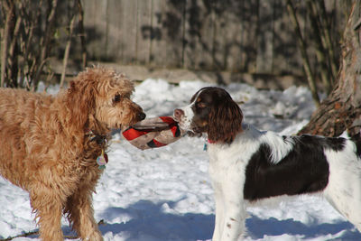 Dogs standing on snow covered field