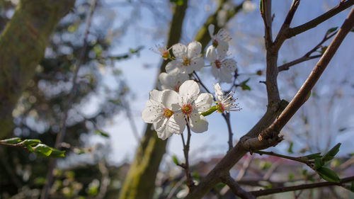 Close-up of cherry blossoms on tree