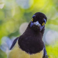 Close-up of a bird