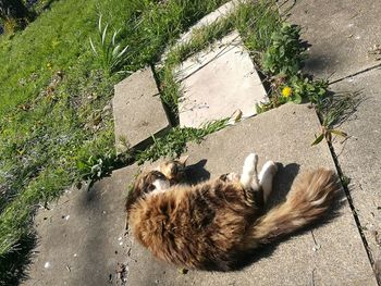 High angle portrait of cat on grass