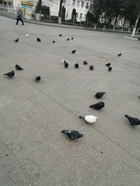 High angle view of pigeons on street