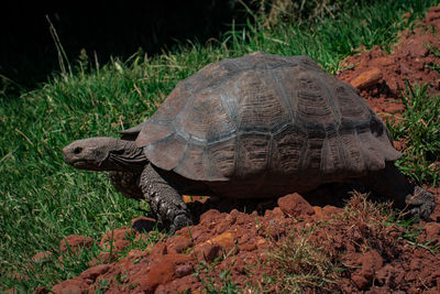 View of turtle in grass