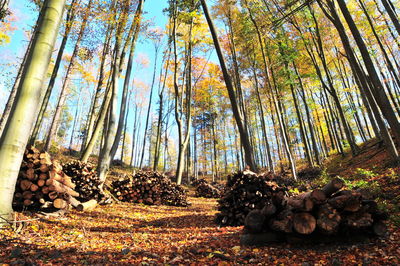 Low angle view of trees in forest during autumn