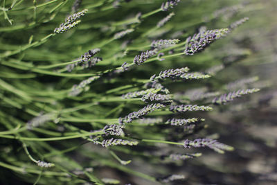 Close-up of plant against blurred background