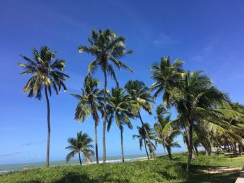 Palm trees against blue sky