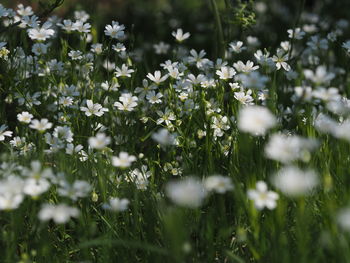 Close-up of white flowering plants on land