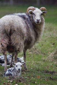 Sheep on grassy field