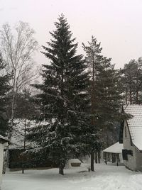 Bare trees in snow covered landscape