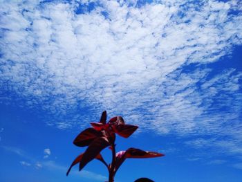 Low angle view of flowering plant against blue sky